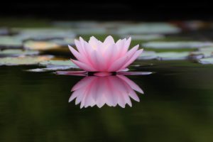 ZEN - Lotusblüte