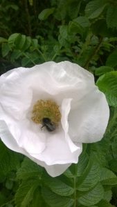 Biene in der Blume