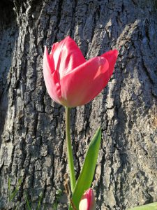 Tulpe des Lebens