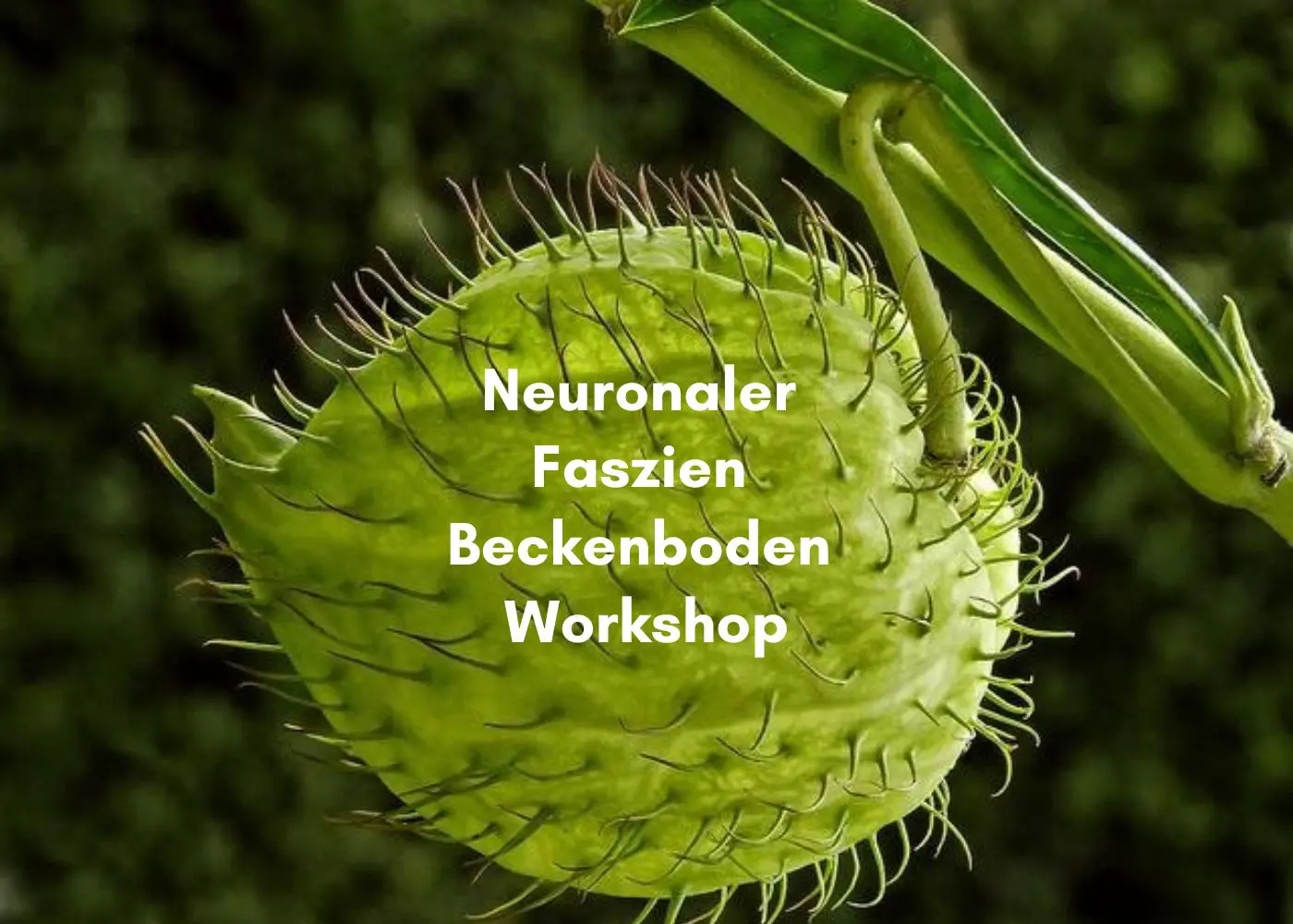Sonntag 17. Dezember 2023 Neuronaler Faszien Beckenboden Workshop