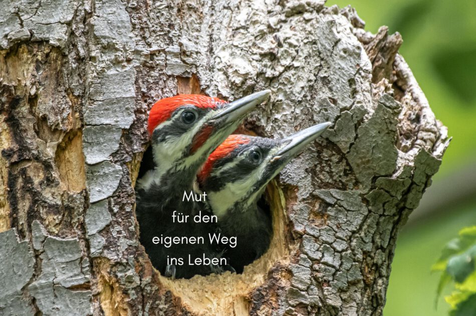 Klangschalen, Kristall schalen, sound healing, meditation, entspannung, Yoga nervensystem regulieren, selbstheilung musikalische Lesung musikalische begleitung Resilienz Training, Wofür brennst du, Wirbelsäulentherapie nach breuss, massage , Antar Mourna, magische Vagusnerv, regulierte Nervensystem