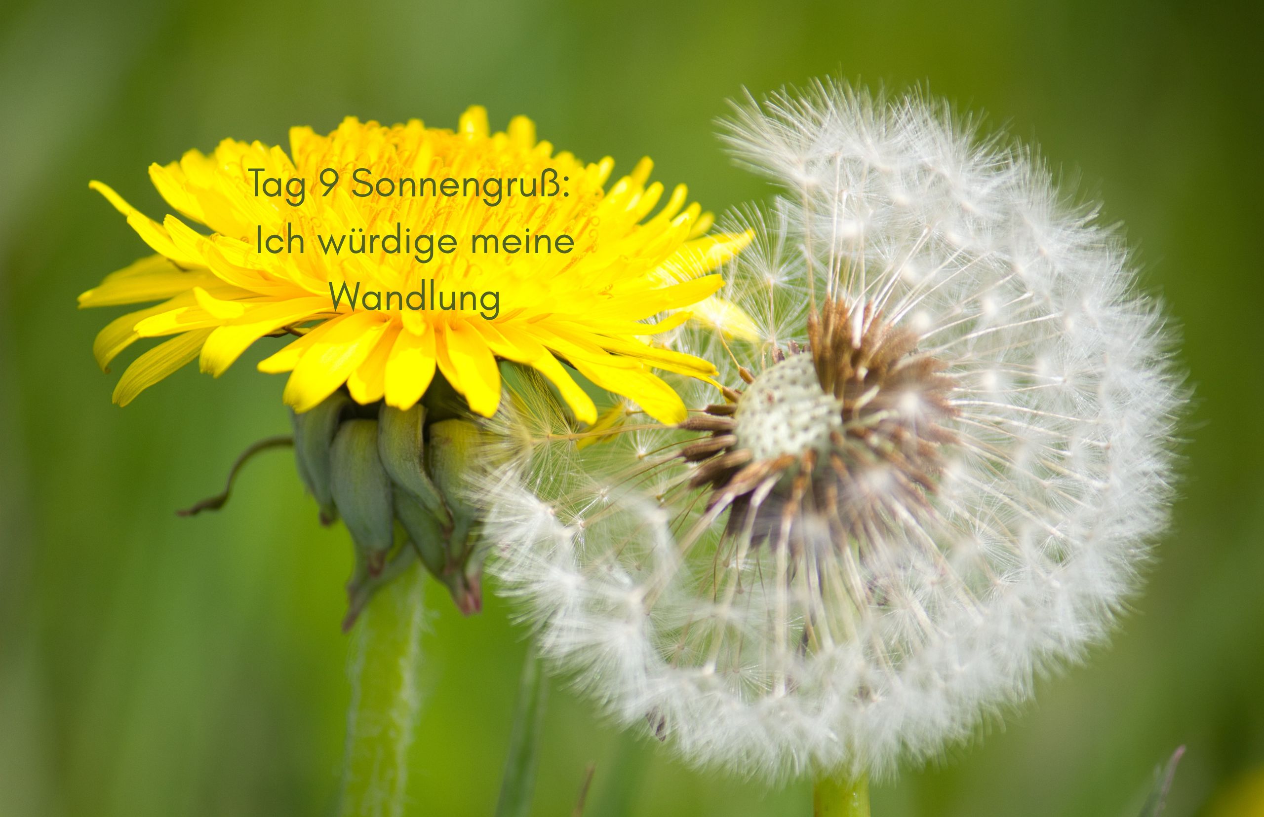 Tag 9 Sonnengruß: Ich würdige meine Wandlung