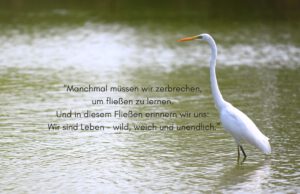 Klangschalen, Kristall schalen, sound healing, meditation, entspannung, Yoga nervensystem regulieren, selbstheilung musikalische Lesung musikalische begleitung Resilienz Training, Wofür brennst du, Wirbelsäulentherapie nach breuss, massage , Antar Mourna, magische Vagusnerv, regulierte Nervensystem