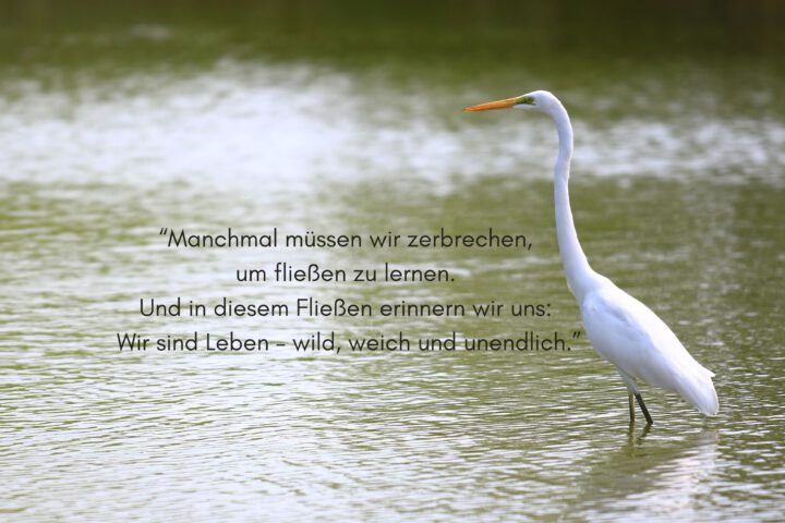 Klangschalen, Kristall schalen, sound healing, meditation, entspannung, Yoga nervensystem regulieren, selbstheilung musikalische Lesung musikalische begleitung Resilienz Training, Wofür brennst du, Wirbelsäulentherapie nach breuss, massage , Antar Mourna, magische Vagusnerv, regulierte Nervensystem