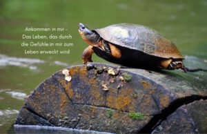 Klangschalen, Kristall schalen, sound healing, meditation, entspannung, Yoga nervensystem regulieren, selbstheilung musikalische Lesung musikalische begleitung Resilienz Training, Wofür brennst du, Wirbelsäulentherapie nach breuss, massage , Antar Mourna, magische Vagusnerv, regulierte Nervensystem