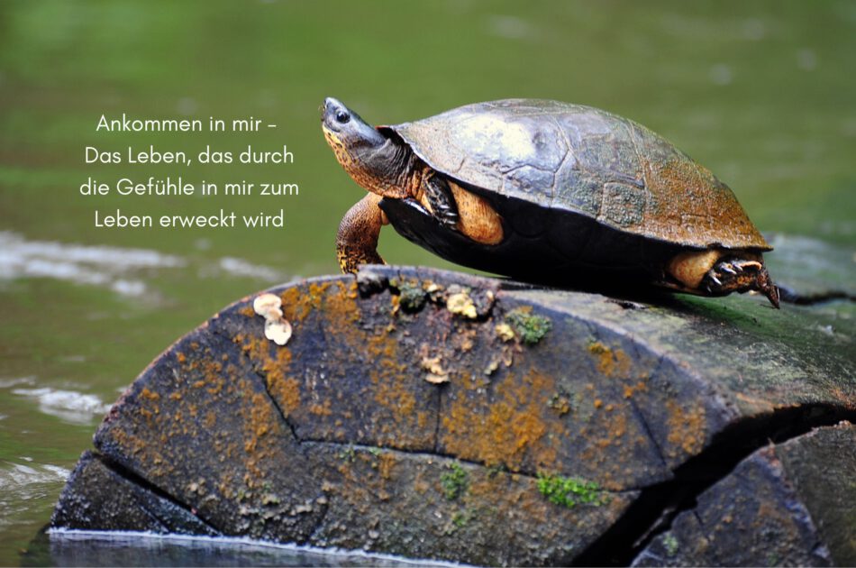 Klangschalen, Kristall schalen, sound healing, meditation, entspannung, Yoga nervensystem regulieren, selbstheilung musikalische Lesung musikalische begleitung Resilienz Training, Wofür brennst du, Wirbelsäulentherapie nach breuss, massage , Antar Mourna, magische Vagusnerv, regulierte Nervensystem