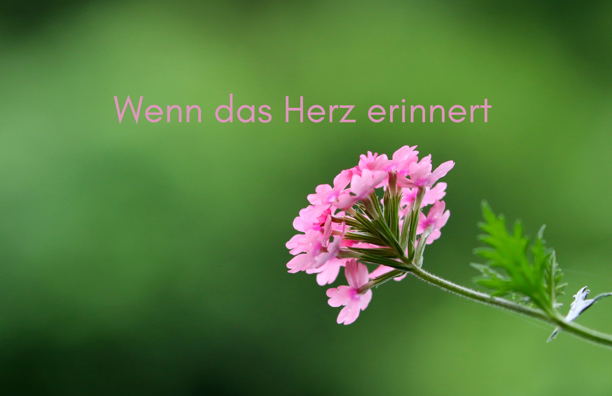 Trauer, Nervensystem & die Kunst, trotzdem zu ruhen