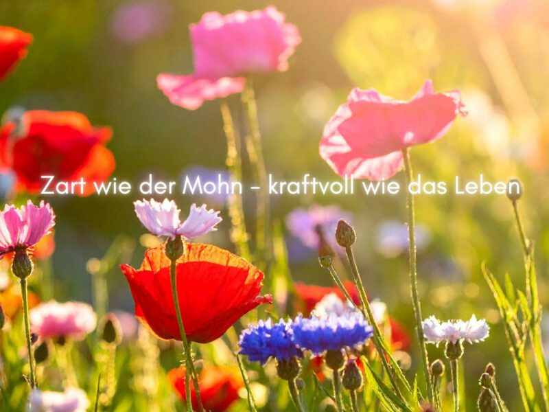Die Mohnblume – eine Metapher für die Angst