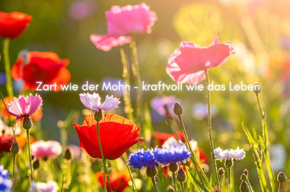 Klangschalen, Kristall schalen, sound healing, meditation, entspannung, Yoga nervensystem regulieren, selbstheilung musikalische Lesung musikalische begleitung Resilienz Training, Wofür brennst du, Wirbelsäulentherapie nach breuss, massage , Antar Mourna, magische Vagusnerv, regulierte Nervensystem