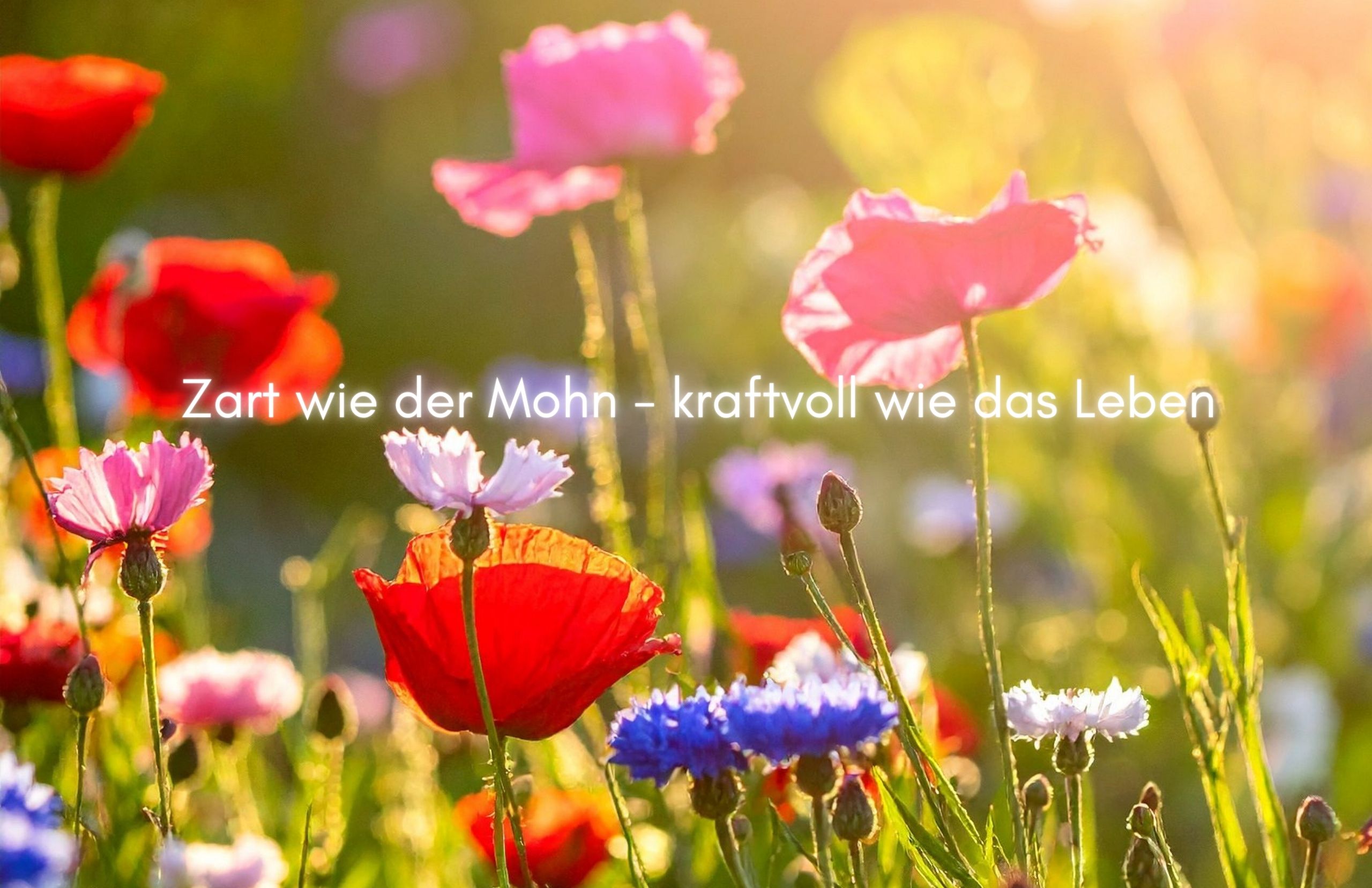 Die Mohnblume – eine Metapher für die Angst Die Mohnblume – eine Metapher für die Angst
