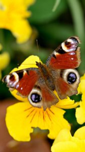 Klangschalen, Kristall schalen, sound healing, meditation, entspannung, Yoga nervensystem regulieren, selbstheilung musikalische Lesung musikalische begleitung Resilienz Training, Wofür brennst du, Wirbelsäulentherapie nach breuss, massage , Antar Mourna, magische Vagusnerv, regulierte Nervensystem