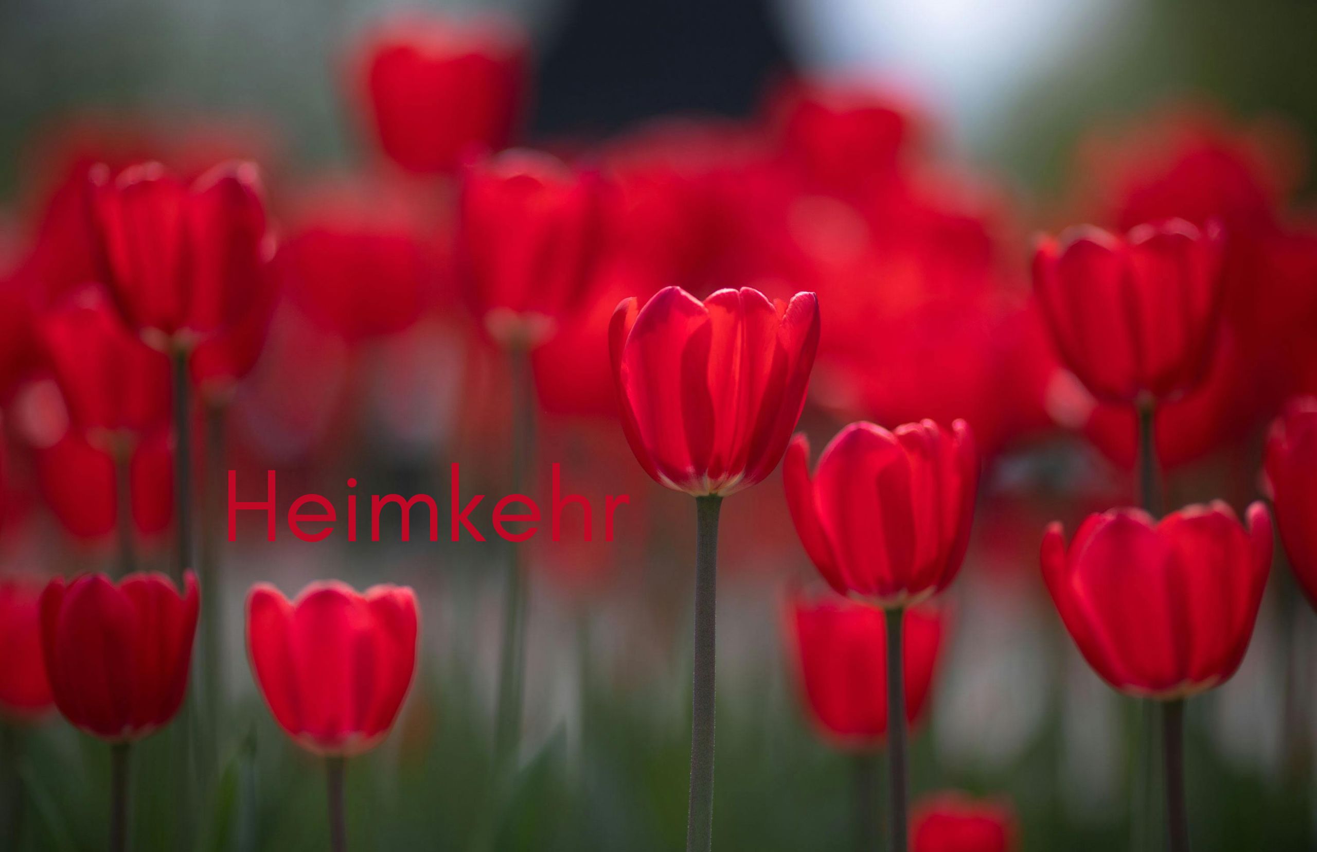 Heimkehr – alles ist schon in uns Heimkehr – alles ist schon in uns