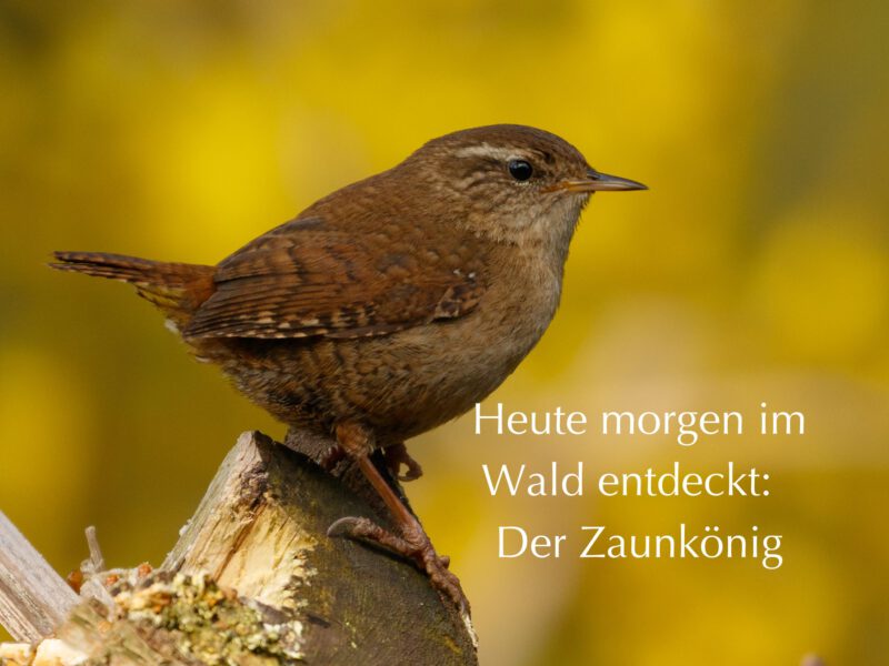 Meine Begegnung heute morgen im Wald