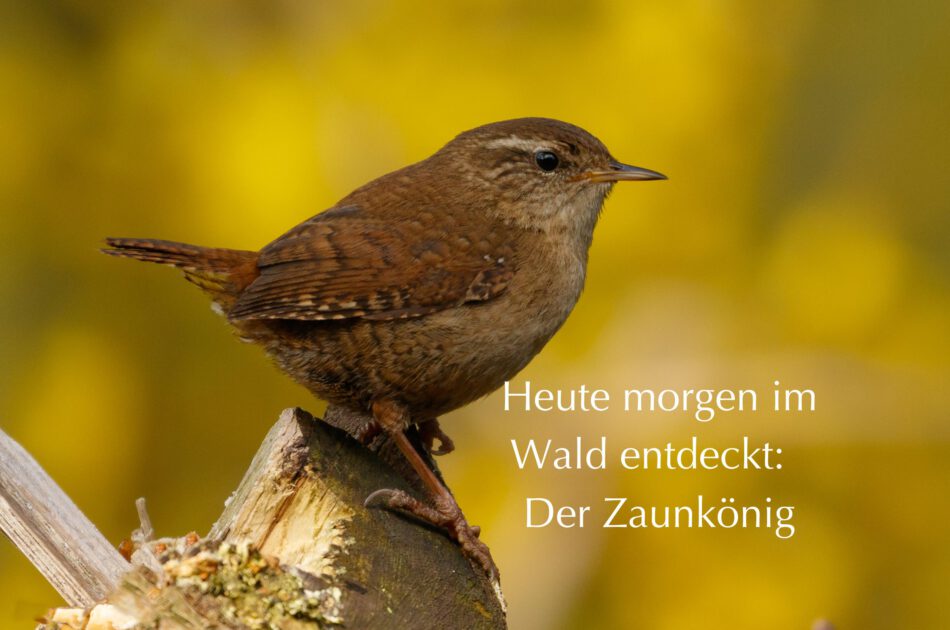 Klangschalen, Kristall schalen, sound healing, meditation, entspannung, Yoga nervensystem regulieren, selbstheilung musikalische Lesung musikalische begleitung Resilienz Training, Wofür brennst du, Wirbelsäulentherapie nach breuss, massage , Antar Mourna, magische Vagusnerv, regulierte Nervensystem