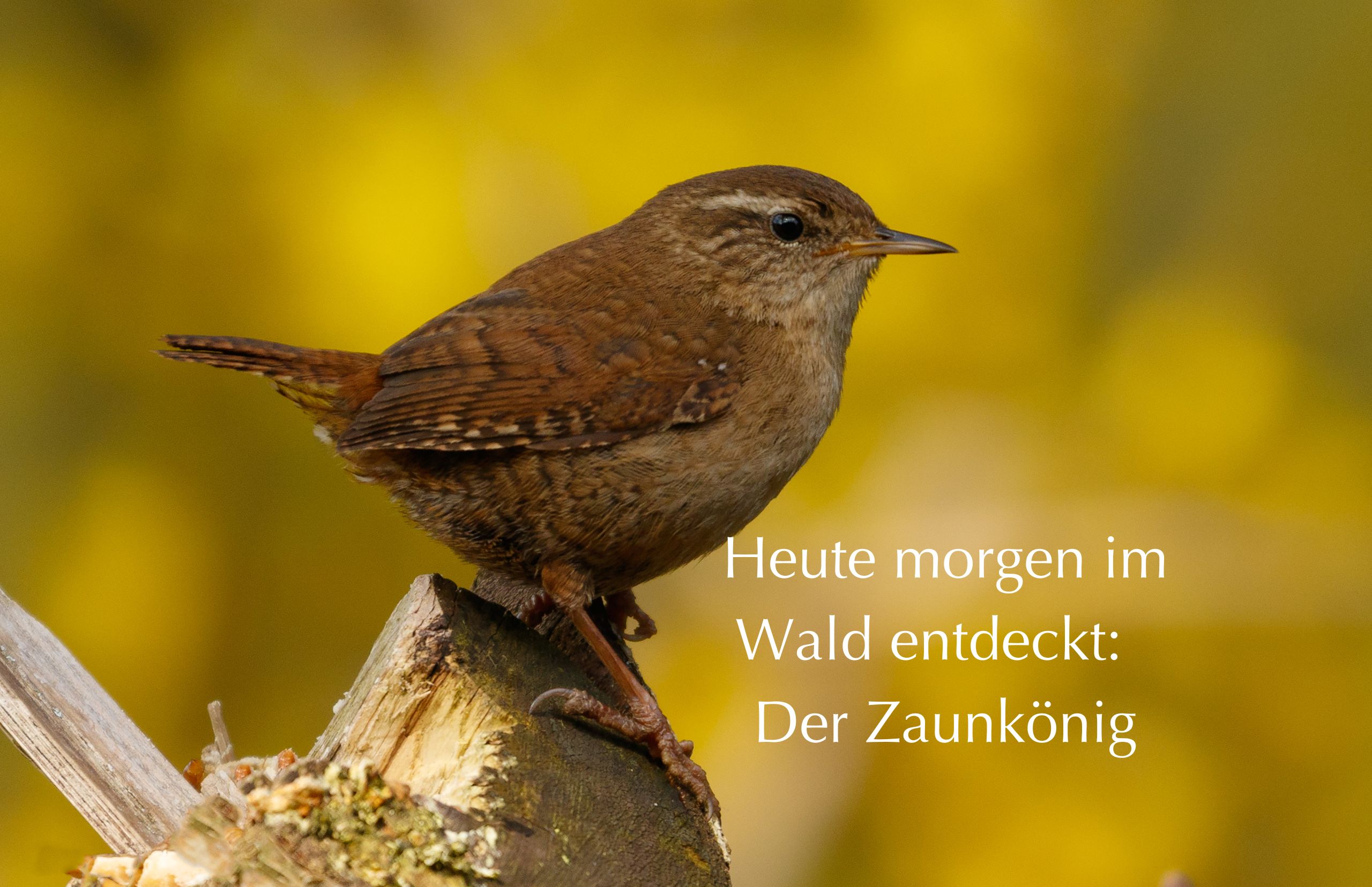 Meine Begegnung heute morgen im Wald
